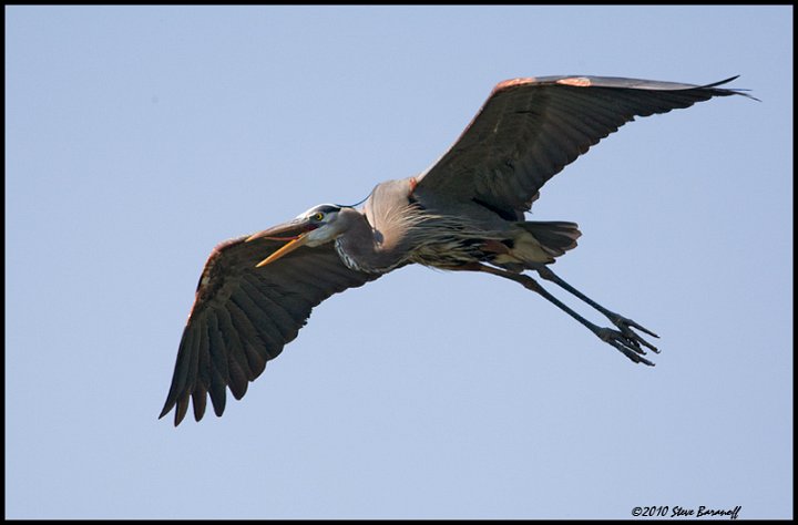 _0SB8515 great-blue heron in flight.jpg